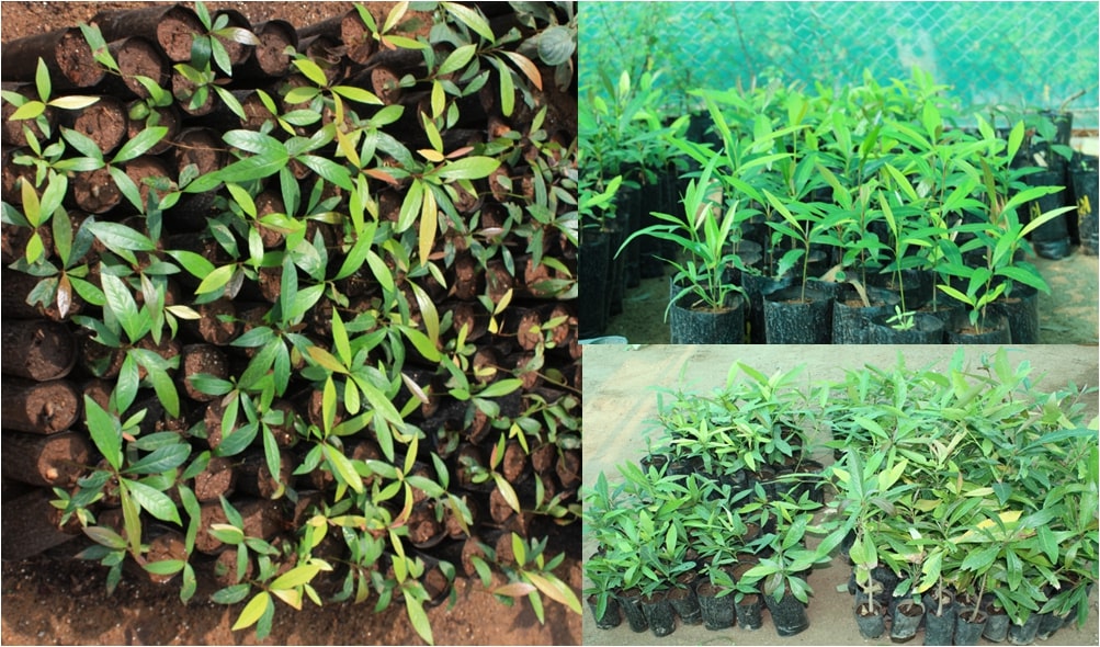 M.longifolia seedlings